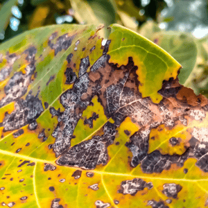 Disease Management