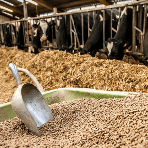 Feed and Supplements Feed and Supplements