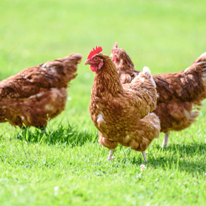 Livestock Livestock