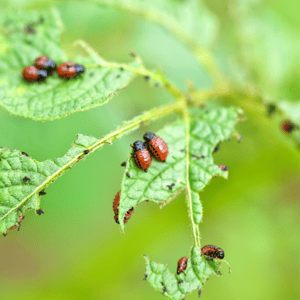 Pest Management Pest Management