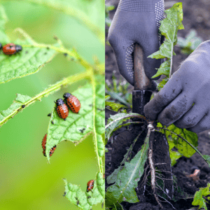 Pest and Weed Management Pest and Weed Management