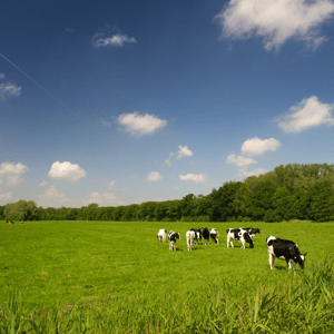 Soil Fertility and Pasture Management Soil Fertility and Pasture Management