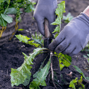 Weed Management Weed Management