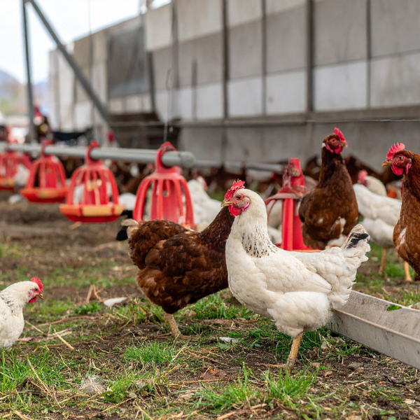 Animal Health