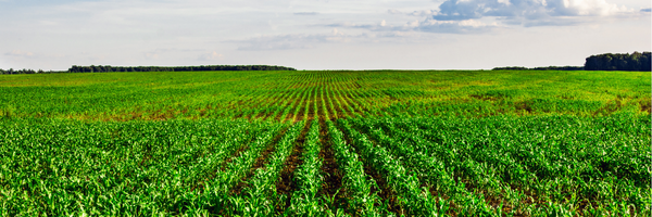 Crop Insurance Crop Insurance