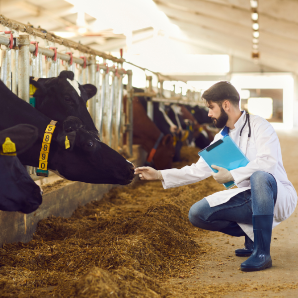 Dairy