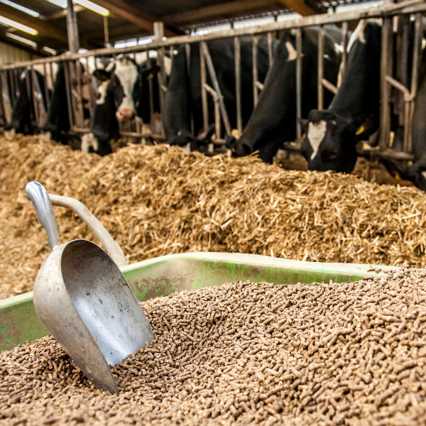 Feed and Supplements