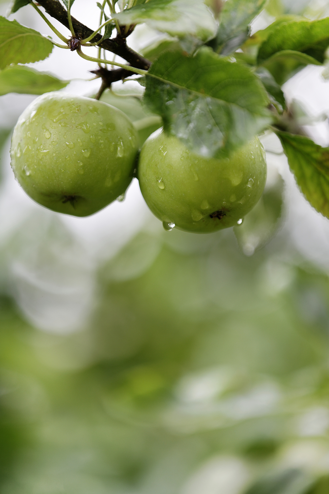 Fresh apples with moisture on growing in a summer orchard