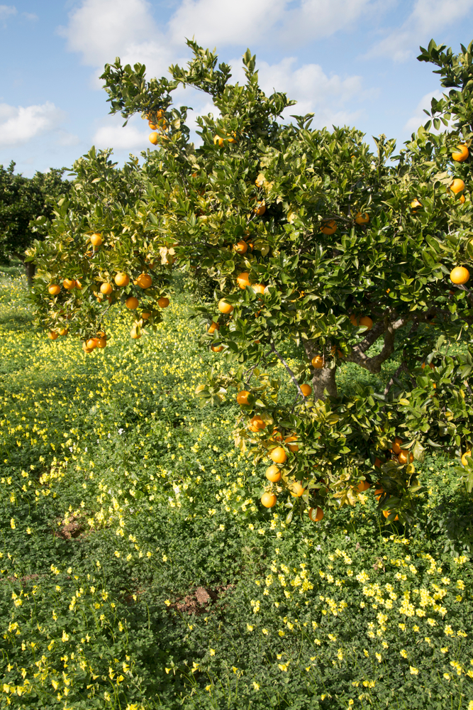 Orange Grove and Wild Flowers; Santa Agnes; Ibiza; Spain