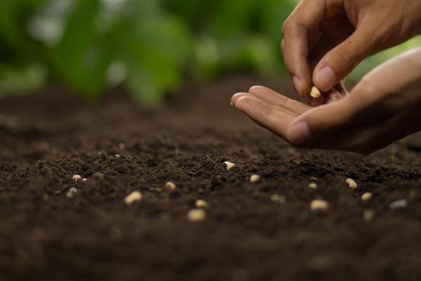 Organic Input Financing