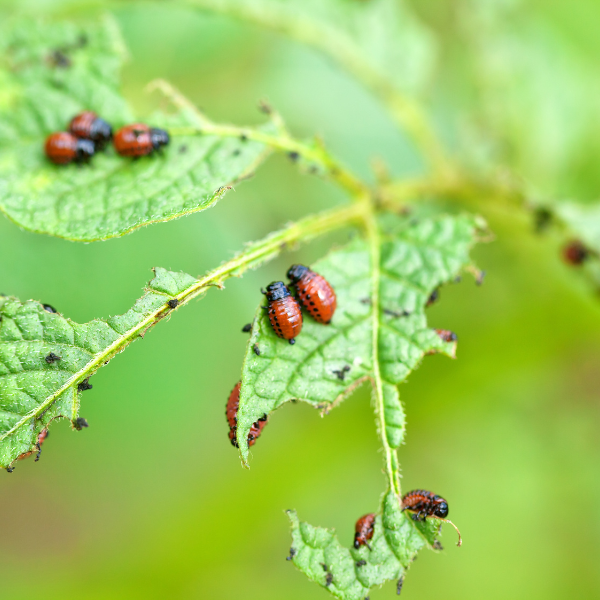 Pest Management