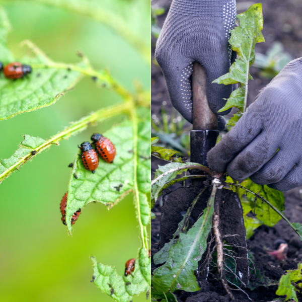 Pest and Weed Management