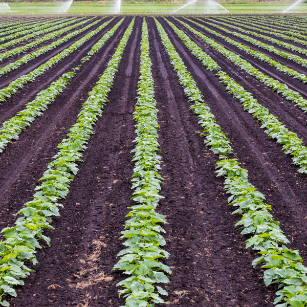 Row Crops