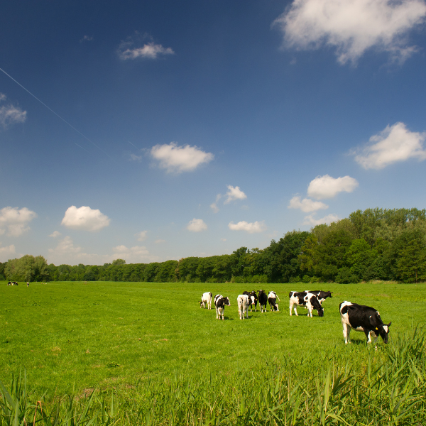 Soil Fertility and Pasture Management