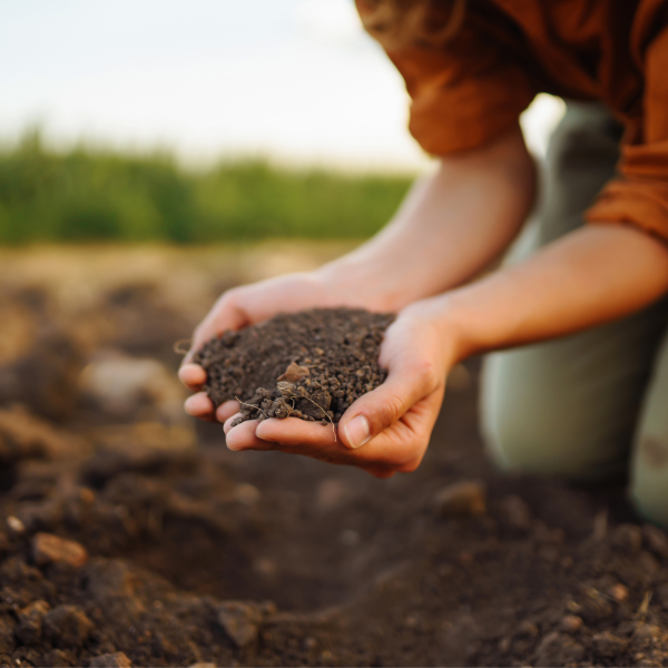 Soil Fertility