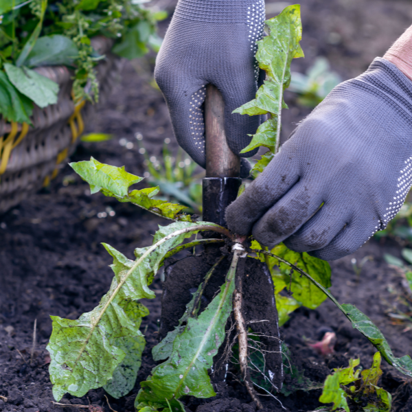 Weed Management